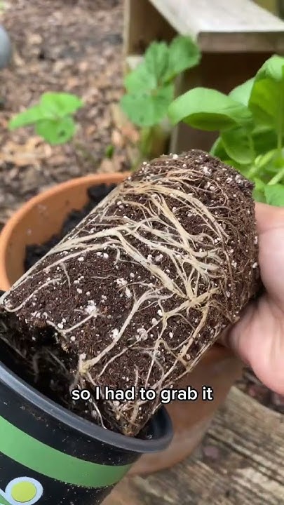 sweet-basil-benefits-herb-cancer-coloncancer-prevention-garden