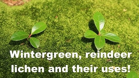 Wintergreen and Reindeer lichen great for food, tea and medicine.