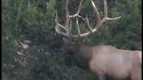 Big Bulls Big Bucks MossBack Hunting Theme Song