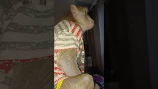 поднял меня в 6 утра #pet #животные #monkey #animals #petmonkey #обезьяна #экзотика #макака #macaque