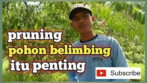 Cara Pruning/Pemangkasan Pohon Belimbing || Starfruit tree pruning || how to pruning star fruit tree