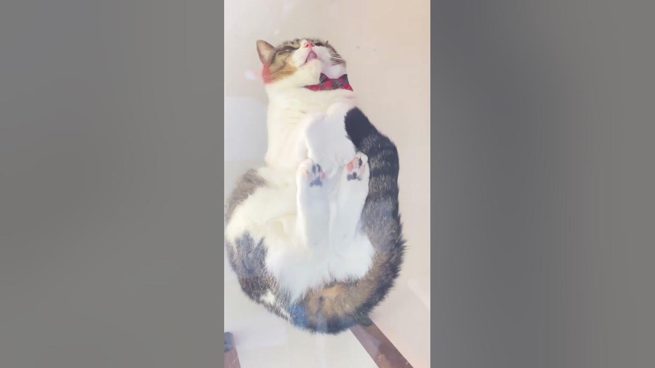 猫が香箱座りになる瞬間 Catloaf Shorts 猫 香箱座り Youtube