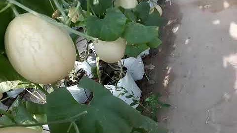 TÚI TRỒNG DƯA ( DƯA LƯỚI , DƯA LEO, DƯA LÊ...)