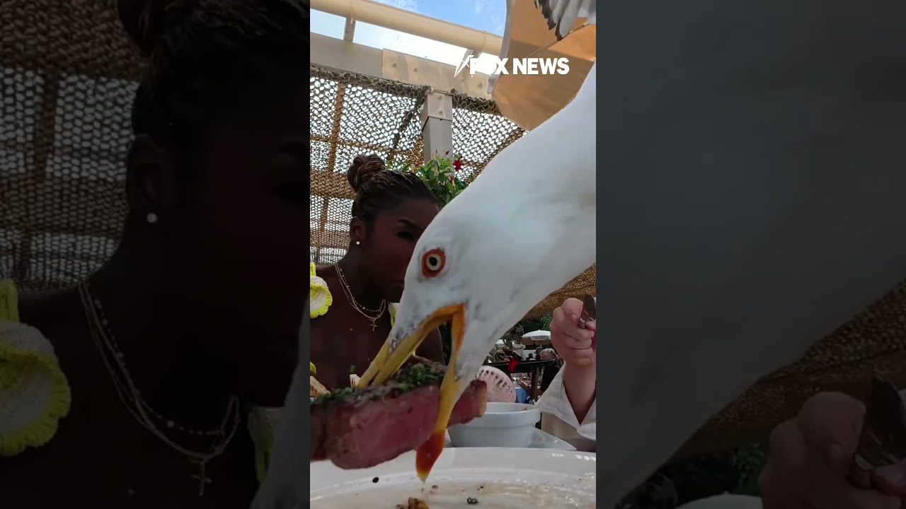 WATCH Hilarious Moment A Seagull Swoops In And Steals Pricey Steak Shorts Usa Us News New