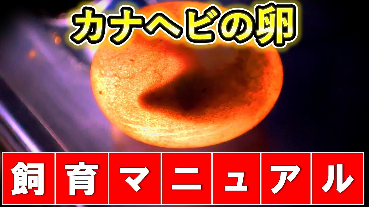 カナヘビ卵の育て方【へこみや無精卵についても】