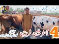 Jersey cow 3 Australian freasian cows for sale in Bhalwal | Malik Ashfaq