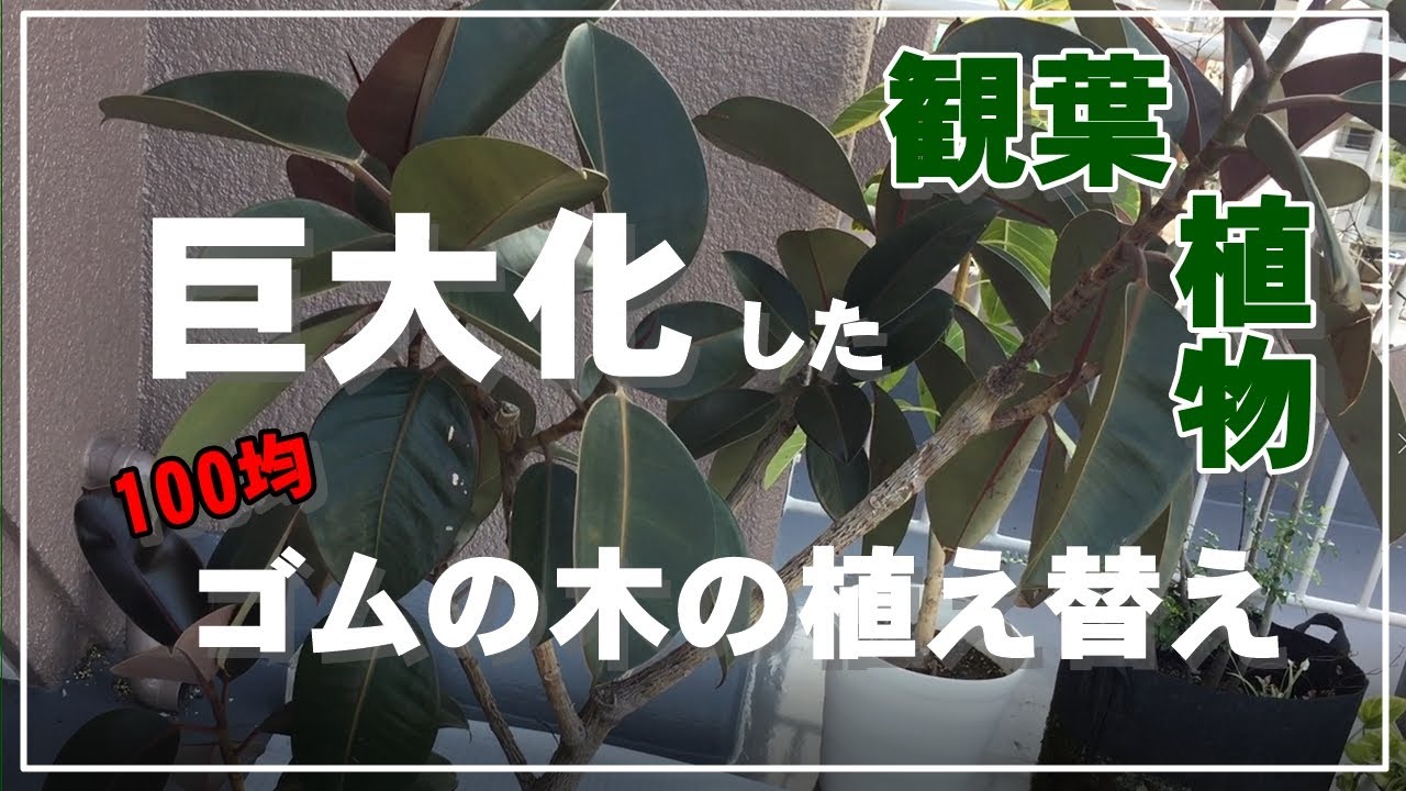 観葉植物 巨大ゴムの木の植え替え 大きく育った100均ゴムの木 鉢は割れるのか Youtube