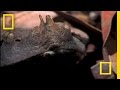 Gaboon Adder vs. Rat | National Geographic