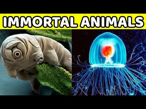 Video: Immortal Creatures In Nature - Alternative View