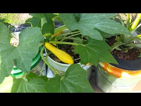 Growing Watermelons in Aquaponics - Container Setup and ...