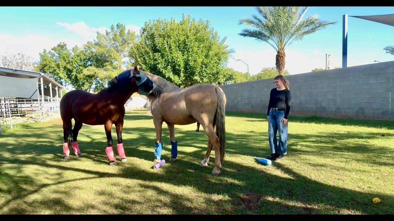 EAP/EAL activity Natural Disaster Icarus Model