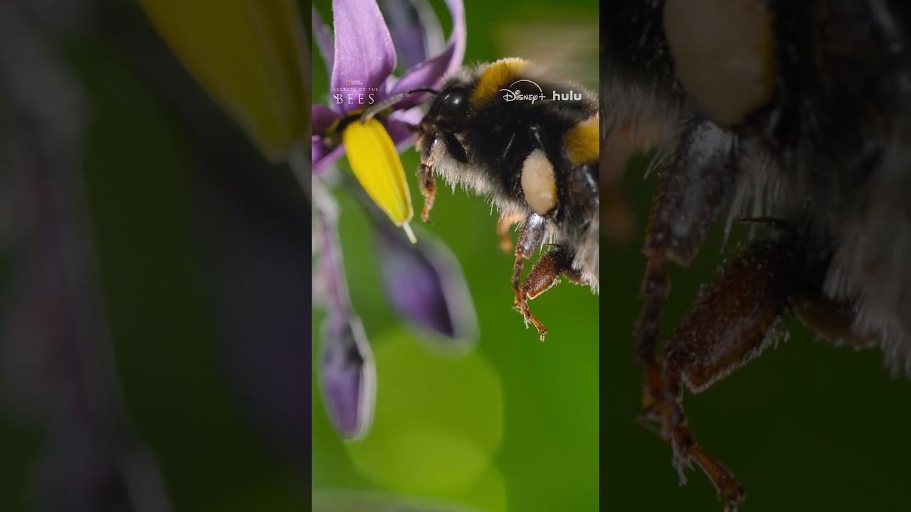 These bees can rapidly vibrate their thoraxes—like tiny jackhammers—to shake pollen loose in a cloud of yellow dust, which they comb into “pollen baskets” on their hind legs to carry back to the nest.

Hosted by Bertie Gregory, Secrets of the Bees is now streaming on Disney+ and Hulu.

Explore the World with National Geographic subscriptions: https://natgeo.com/ytngmagazine

➡ Subscribe: https://on.natgeo.com/4p5A0D6
➡ Get more Nat Geo Full Episodes: https://on.natgeo.com/3V5ZfHI
➡ Get wild with Nat Geo Animals Full Episodes: https://on.natgeo.com/3V2EOLO

And check out more National Geographic series and specials here:
➡ Disney Plus: https://on.natgeo.com/3q6on5p
➡ Hulu: https://on.natgeo.com/3Qor0Ko
➡ NGTV: https://natgeo.com/tv
➡ ABC: https://abc.com

#NationalGeographic #SecretsOfTheBees #Bees

About National Geographic:
National Geographic is the world's premium destination for critically acclaimed storytelling around science and exploration. Discover amazing wildlife, ancient civilizations, hidden worlds, and the incredible wonders of our Earth. Through world-class scientists, photographers, journalists, and filmmakers, Nat Geo inspires fans of all ages to connect with, explore, and care about the world.

Get More National Geographic:
Official Site: https://nationalgeographic.com
Instagram: https://instagram.com/natgeo 
Facebook: https://facebook.com/natgeo
Threads: https://threads.com/@natgeo
X: https://x.com/NatGeo
LinkedIn: https://linkedin.com/company/national-geographic
TikTok: https://tiktok.com/@natgeo
Reddit: https://reddit.com/user/nationalgeographic
Pinterest: https://pinterest.com/natgeo

No pollen is out of reach for the buff-tailed bumblebee #SecretsOfTheBees
https://youtube.com/shorts/m06Zmwgr4Tc

National Geographic
youtube.com/natgeo