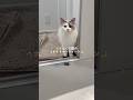😾どんくさ猫の🏠ナイトルーティーン🌙