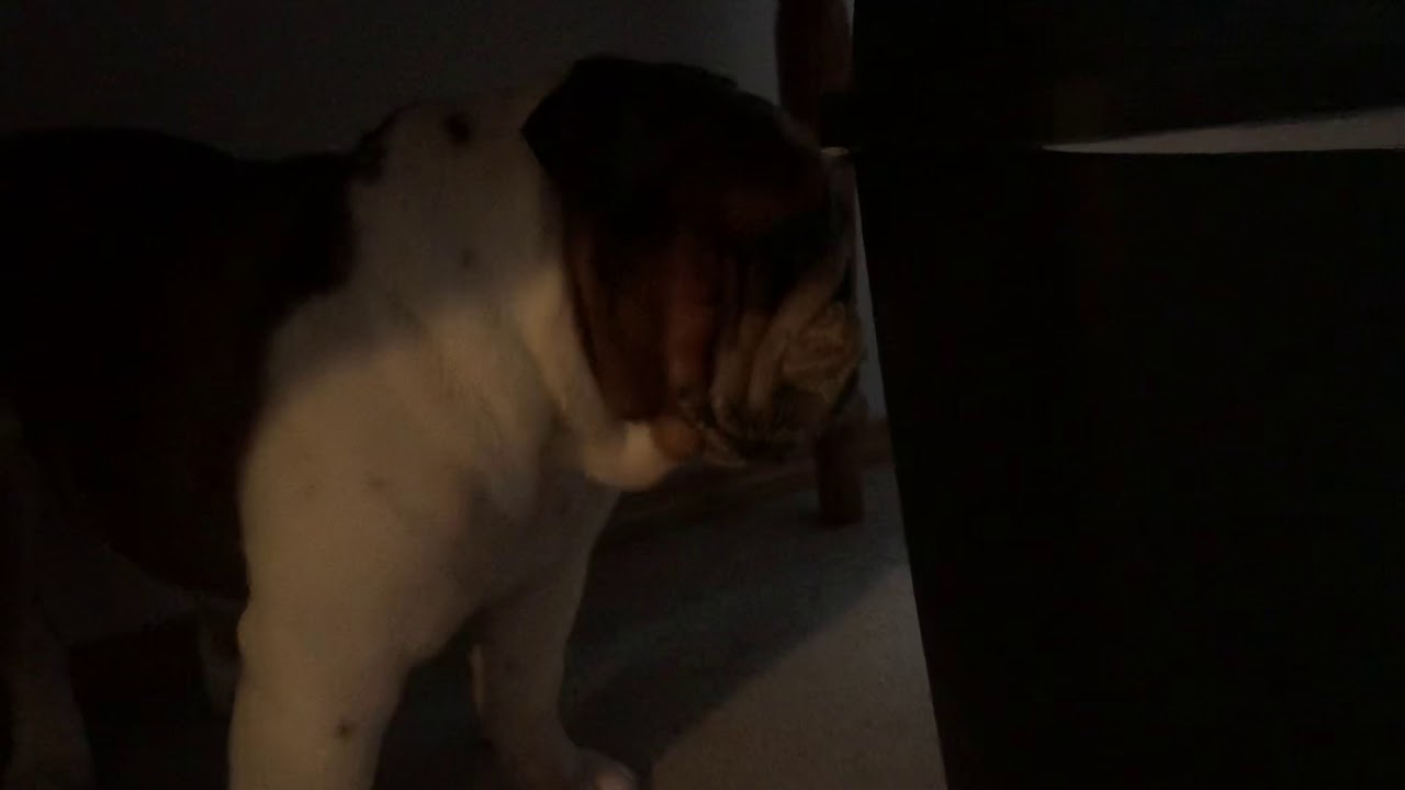  Jasper English Bulldog almost choked on a squeak toy squeaker