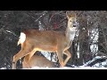 Косули снежною зимой || Roe deer in snowy winter