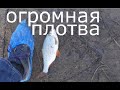 Огромная плотва!!!.Сход леща.АТАКА ЩУКИ, Диман психует.