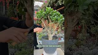 How to Prune a Jade Plant for a Bushier Look! 🪴✨