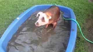 Ruby taking a bath