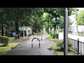 本日のメタセコイヤ通り。7/3