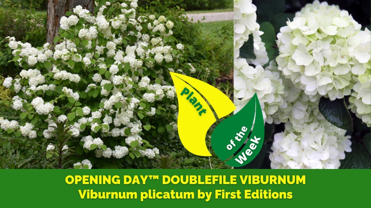 OPENING DAY™ DOUBLEFILE VIBURNUM | Viburnum plicatum by First Editions