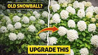 OPENING DAY™ DOUBLEFILE VIBURNUM | Viburnum plicatum by First Editions screenshot 3