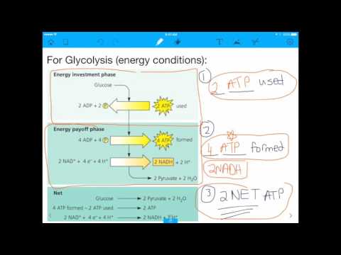 Video: Este atp sintetizat în glicoliză?