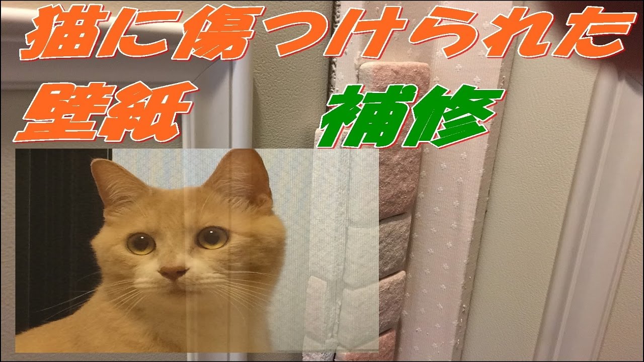 猫に傷つけられた壁紙をdiyで補修 仲良し猫こむぎ だいず おもしろ動画