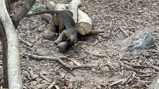 Fossa Playing at Chester Zoo