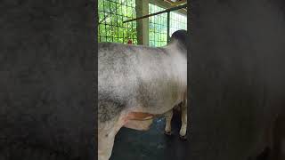 Qurbani Goru cow bull longhorns ytshorts mandi Cow Lovers