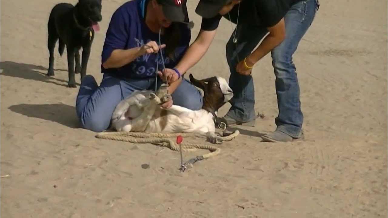 Goat Tying 101 YouTube