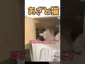 世界一可愛い猫❤️ #shortvideo #世界一 #猫