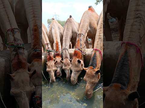 الإبل المنقوشة بالحناء تشرب الماء