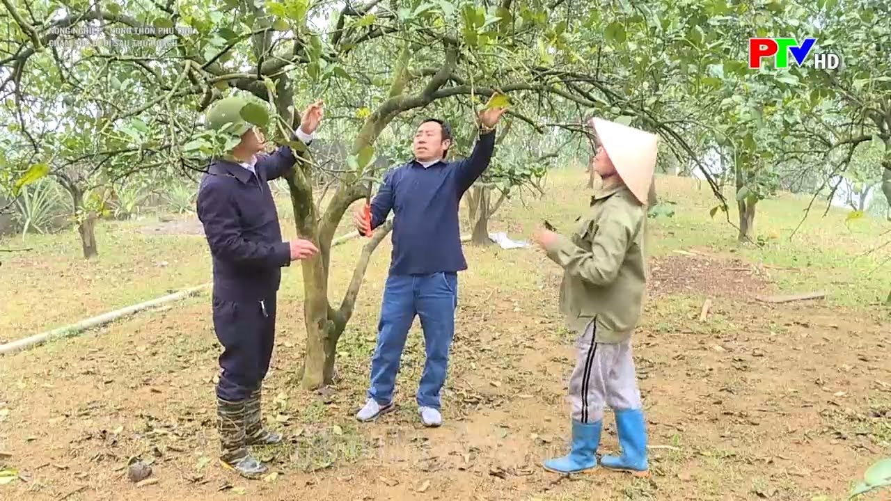 Kỹ thuật Chăm sóc bưởi sau thu hoạch