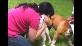 English Bulldog getting mated without help