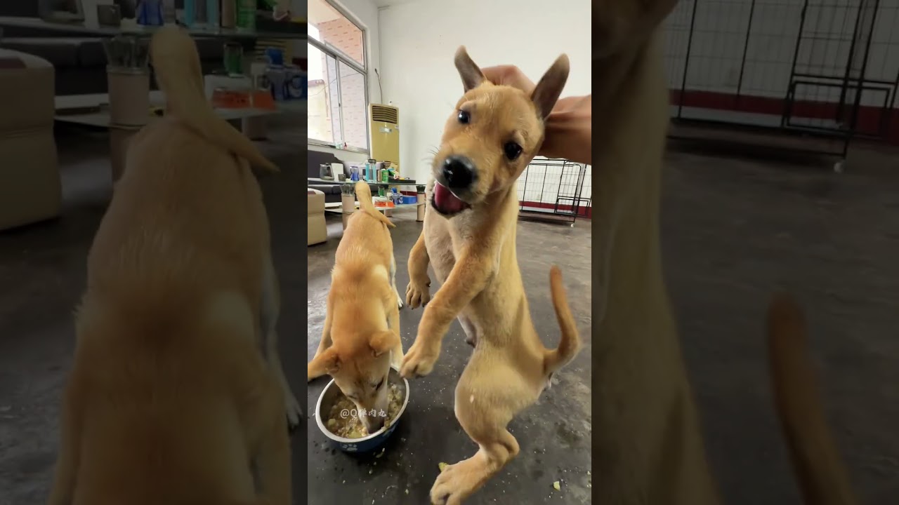 The puppy is too dominant. We need to train it properly.