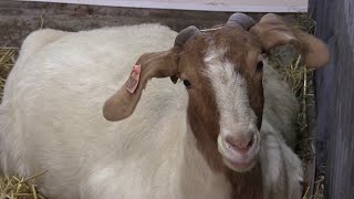 Meet a Boer Goat at the Canada Agriculture and Food Museum