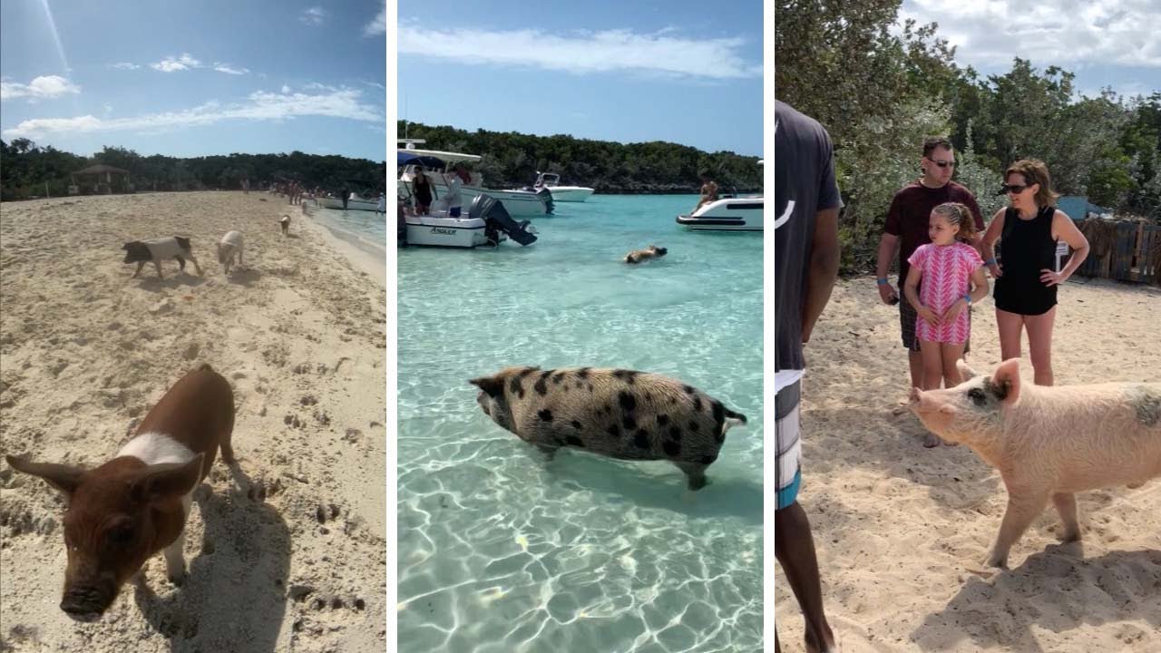 Pigs Swim Around On Their Own Island YouTube