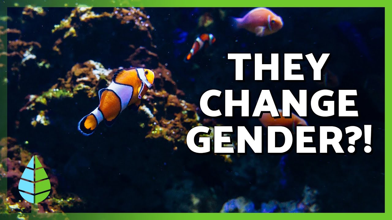Why Do Clownfish Change Gender? 🐠 10 Amazing Nemo Fish Facts!