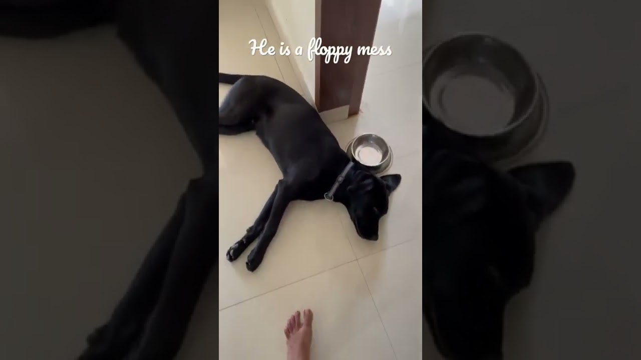 This floppy puppy only answers to one thing | Loki The Black Lab