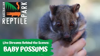 BABY RINGTAIL POSSUM JOEYS (LIVE FOOTAGE) | AUSTRALIAN REPTILE PARK