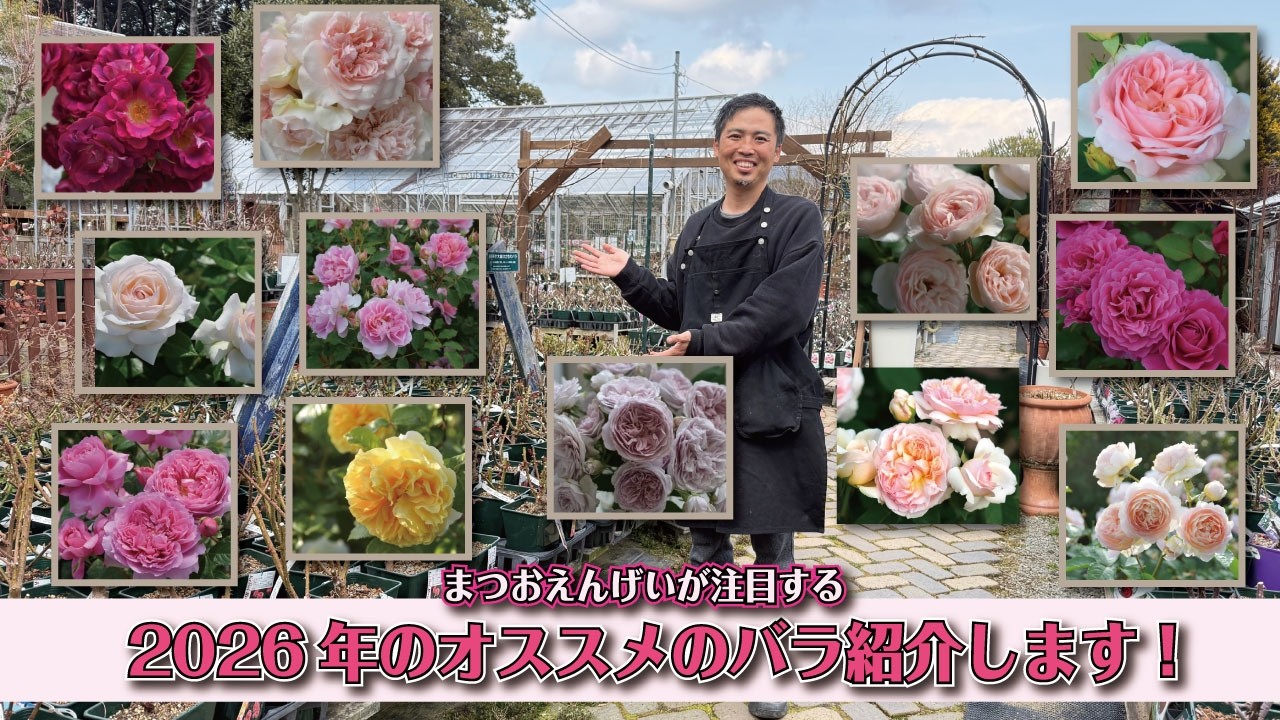 【今年も豊作です＾＾】オススメのバラ紹介＠2026
