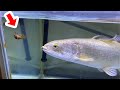 腹ペコの古代魚の前に生きたザリガニを落とすと・・・