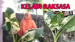 Keladi Variegata Raksasa Yang Lagi Viral  Variegata Jumbo L Sinte Variegata