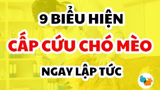 9 Biểu hiện bạn cần đưa chó mèo cấp cứu ngay lập tức - Tiki Pet Store by Tiki Pet Store 793 views 2 years ago 4 minutes, 18 seconds