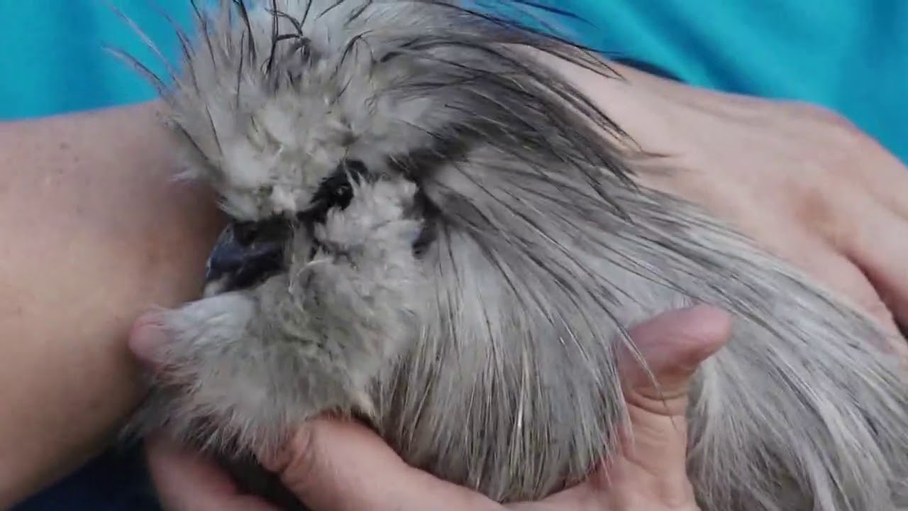 San Antonio approves 'progressive' chicken laws YouTube