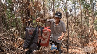 Download Lagu SETAHUN TIDAK MIKAT BURUNG DI HUTAN INI SEKARANG HUTANYA GANTI WARNA MP3