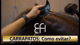 Carrapatos em equinos: Você sabe como combatê-los?