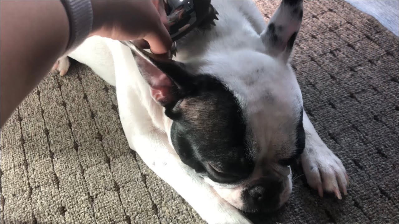 French Bulldog Loves Massages YouTube