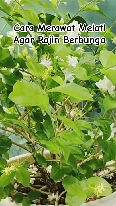 Cara Merawat Melati Agar Berbunga Lebat