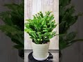 #デンマーク・カクタス、#shorts,#サボテン、#観葉植物、
